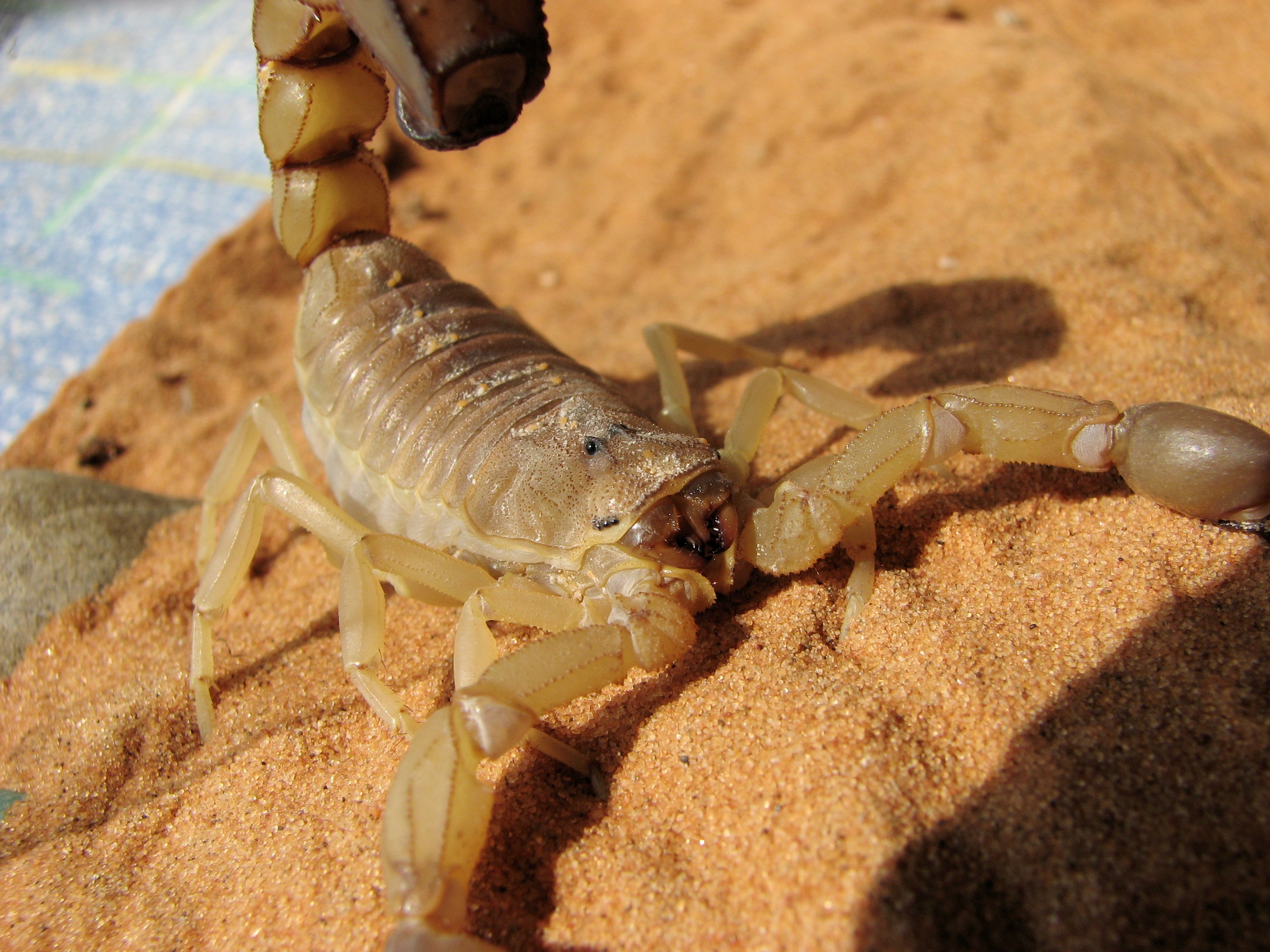 Fattail Scorpion (Androctonus australis)