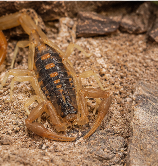 Striped Bark Scorpion (Centruroides vittatus)