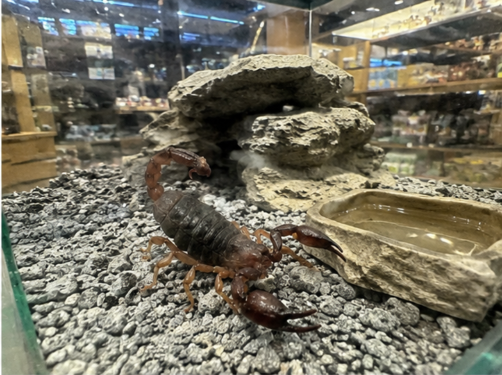 Black Rock Scorpion (Urodacus manicatus)