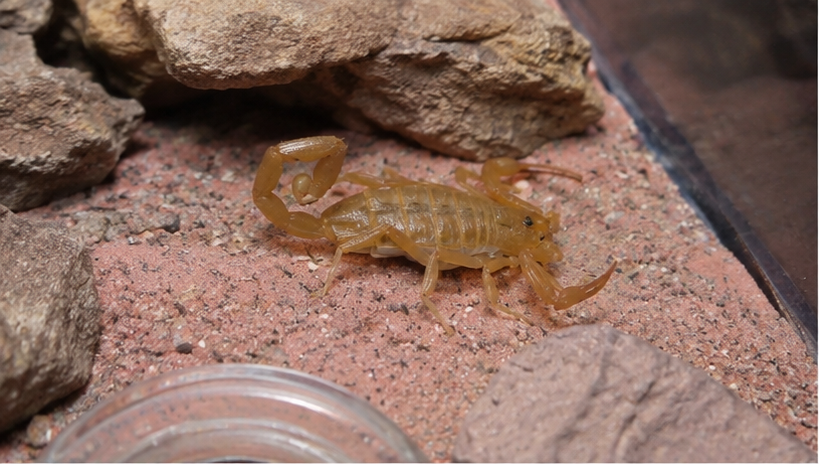 Arizona Bark Scorpion (Centruroides sculpturatus)