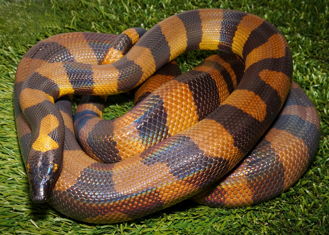 Bismarck Ringed Python