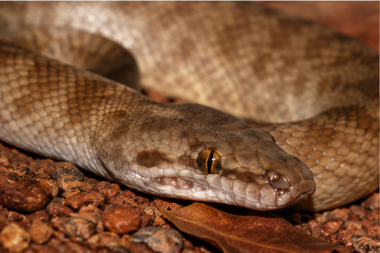 Children's Python (Antaresia childreni) - T+ Albino