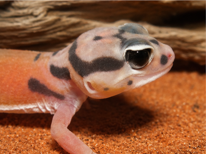 Centralian Rough Knob-Tail (Nephrurus cinctus)