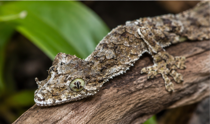 Southern Leaf-Tailed Gecko (Saltuarius cornutus)