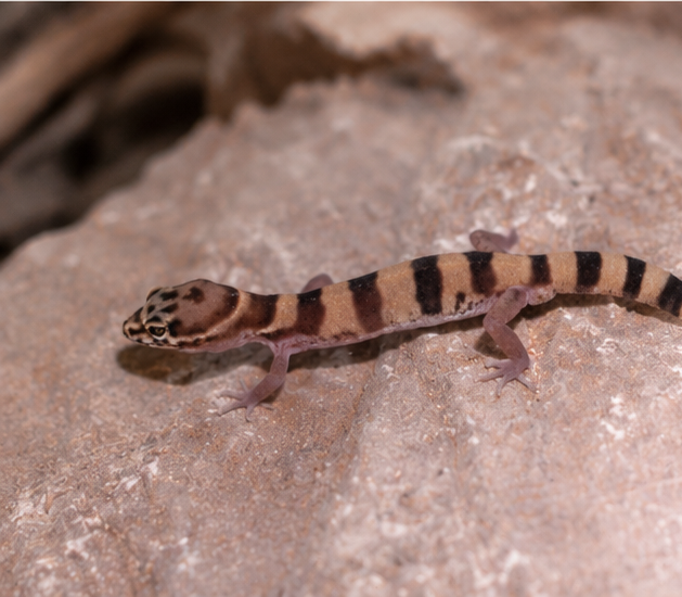 Ring-Tailed Gecko (Cyrtodactylus louisiadensis)