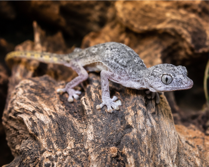 Spiny-Tailed Gecko (Strophurus ciliaris)