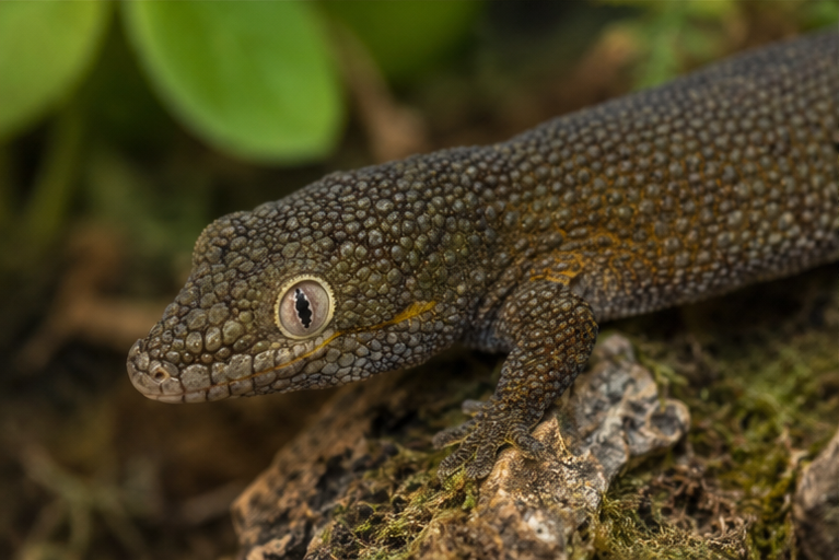 Chameleon Gecko (Eurydactylodes agricolae)