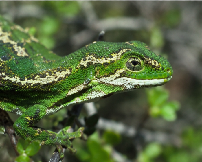 Jewelled Gecko (Naultinus gemmeus)