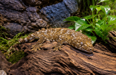 New Caledonia Giant Gecko (Rhacodactylus leachianus)