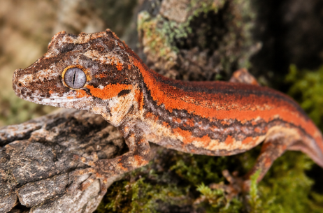 Gargoyle Gecko (Rhacodactylus auriculatus)