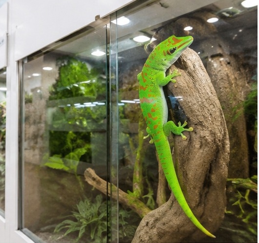 Giant Day Gecko (Phelsuma grandis) - High Red