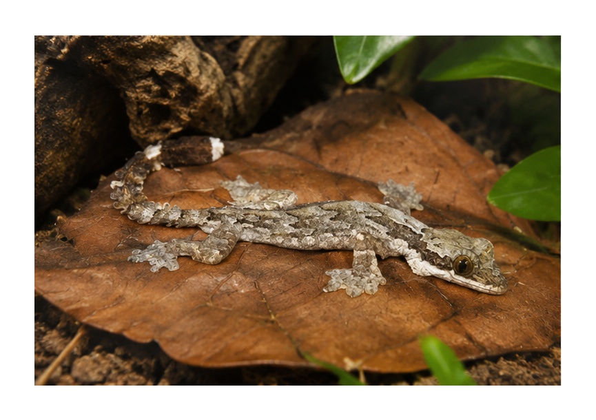 Flying Gecko (Ptychozoon kuhli)