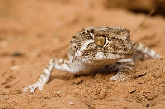 Helmeted Gecko (Tarentola chazaliae)