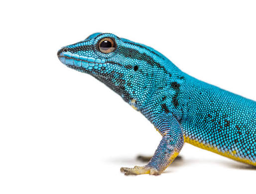 Electric Blue Gecko (Lygodactylus williamsi)