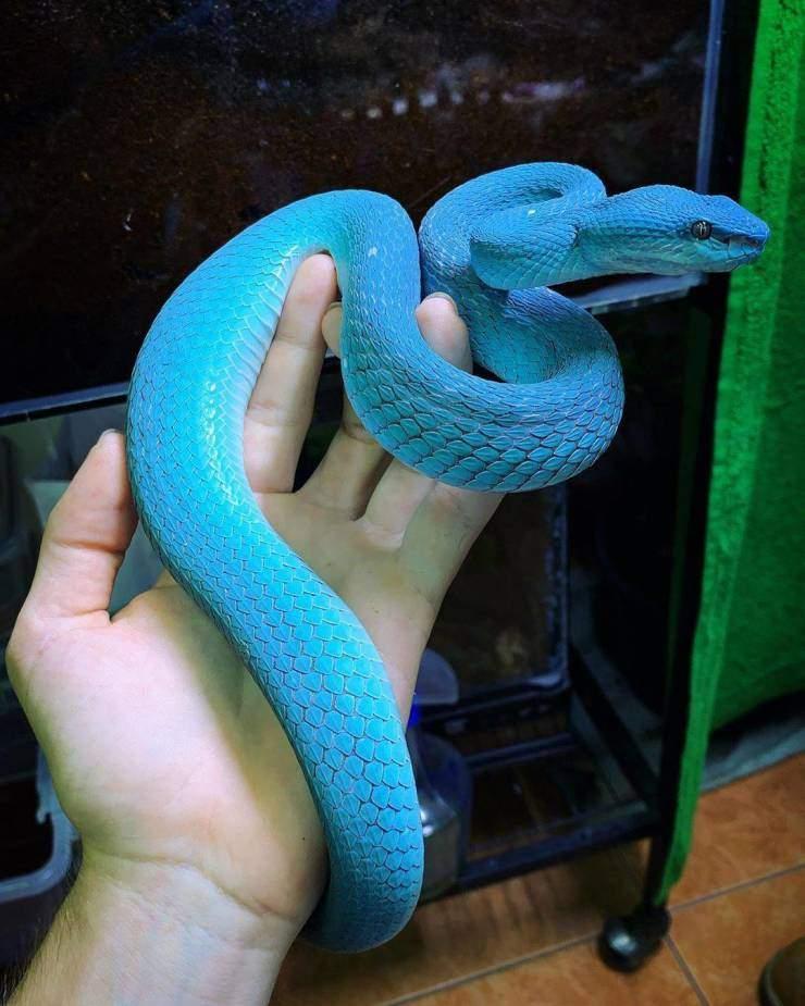 Boelen's Python (Captive Bred)